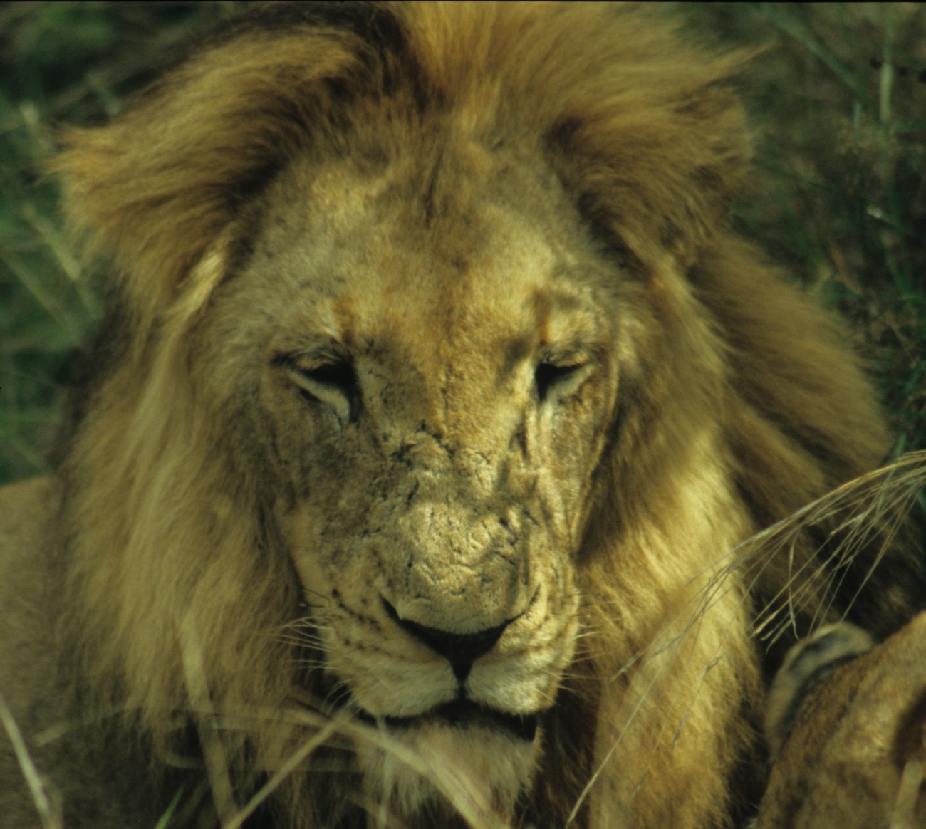 Lion in Kruger National Park South Africa ©2013 Nick Katin