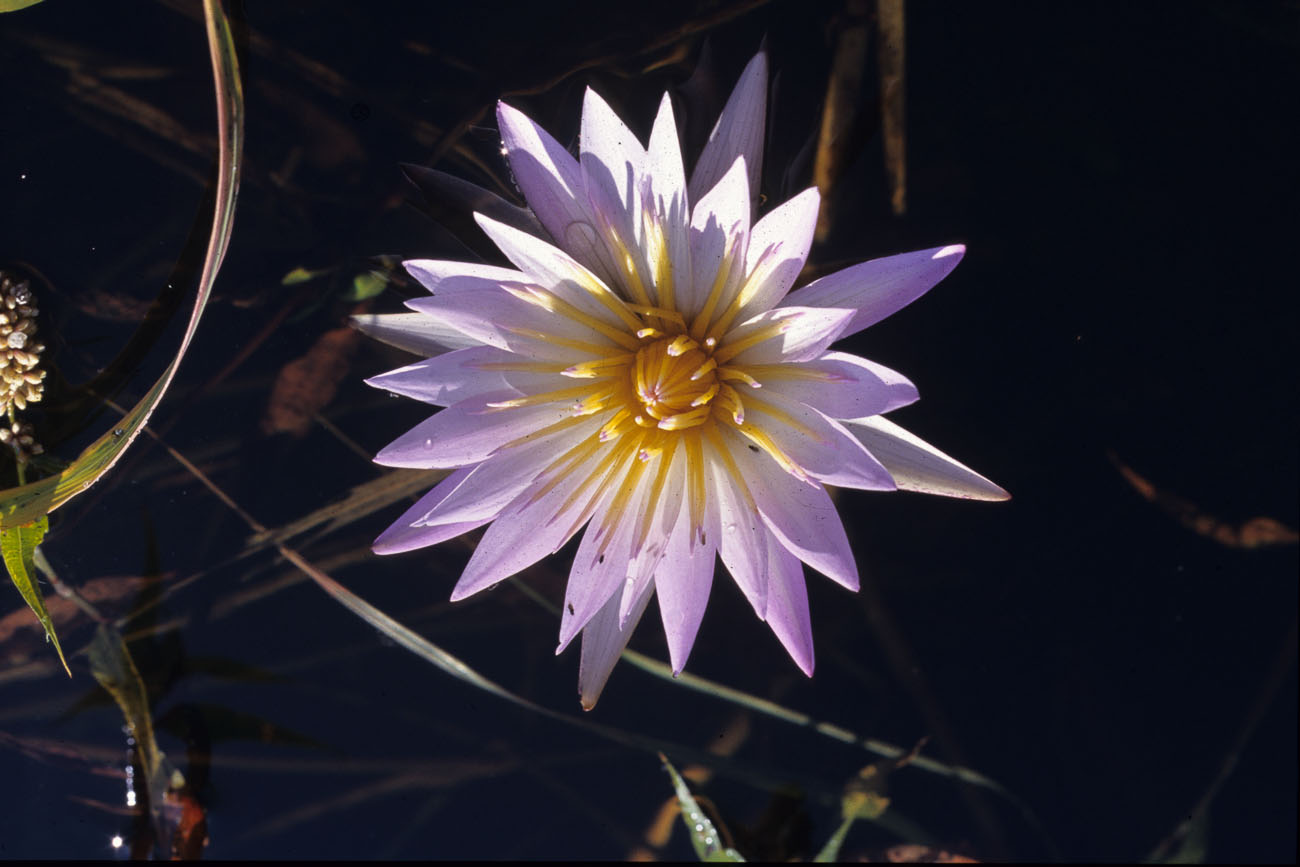 Lillie Pad flower in the Okavango Delta Botswana ©2013 Nick Katin