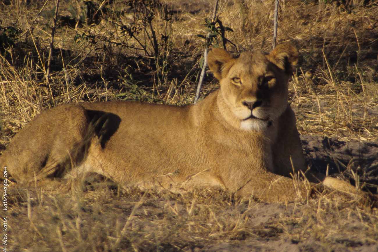Lion in chobe NP, Botswana