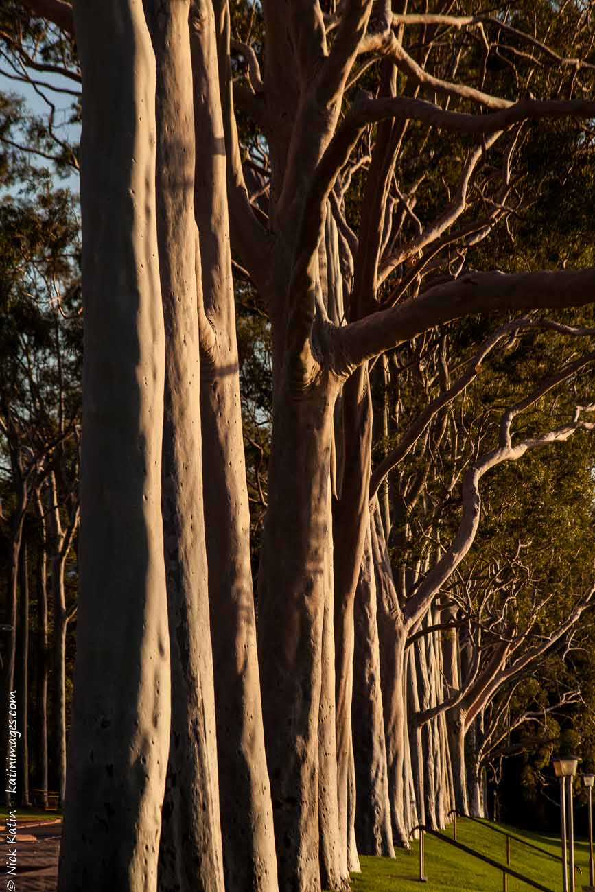 Eucalyptus Trees in King's Park Perth Western Australia