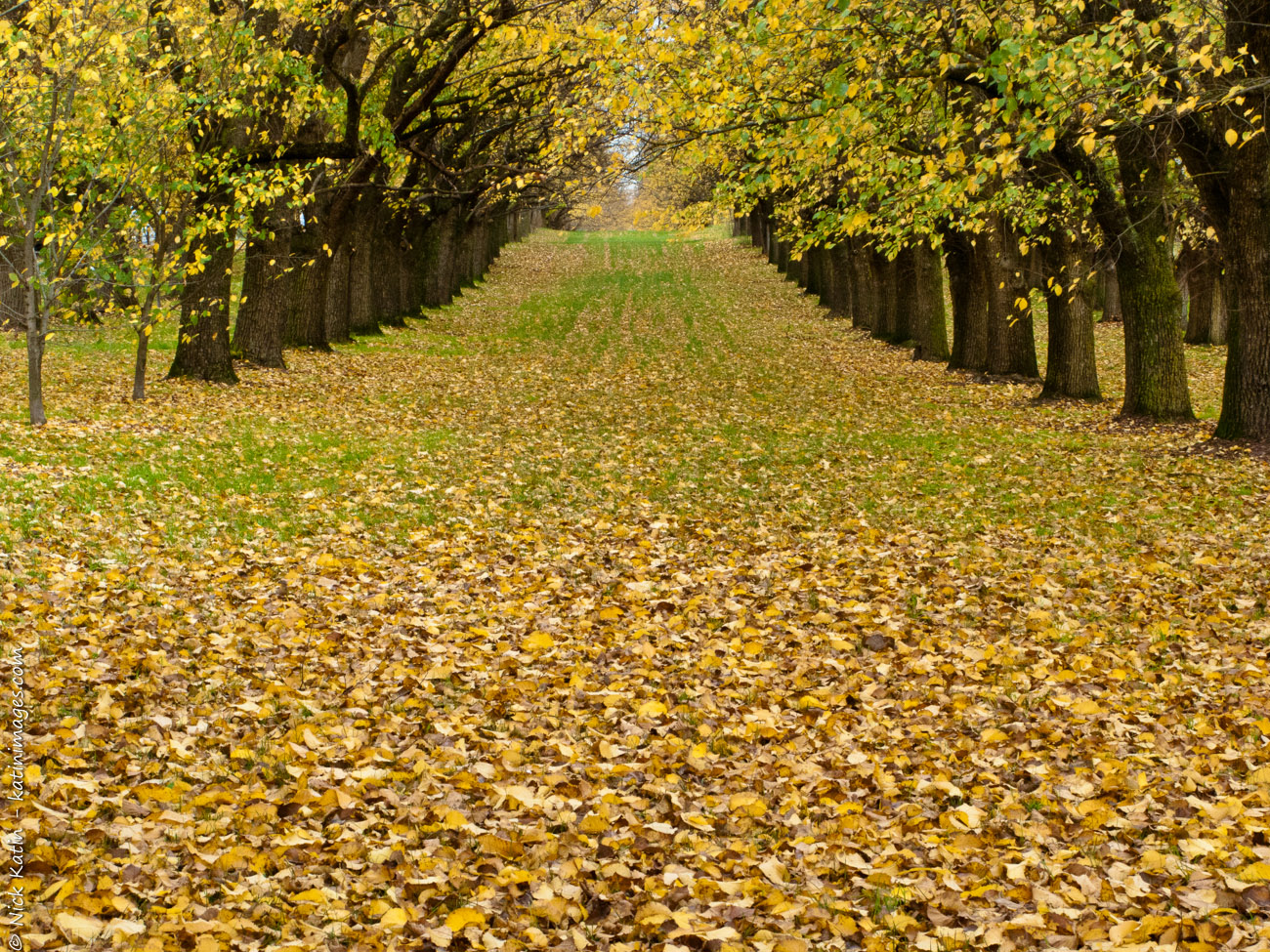 A garden alleyway in Healesville in Victoria's Yarra Valley