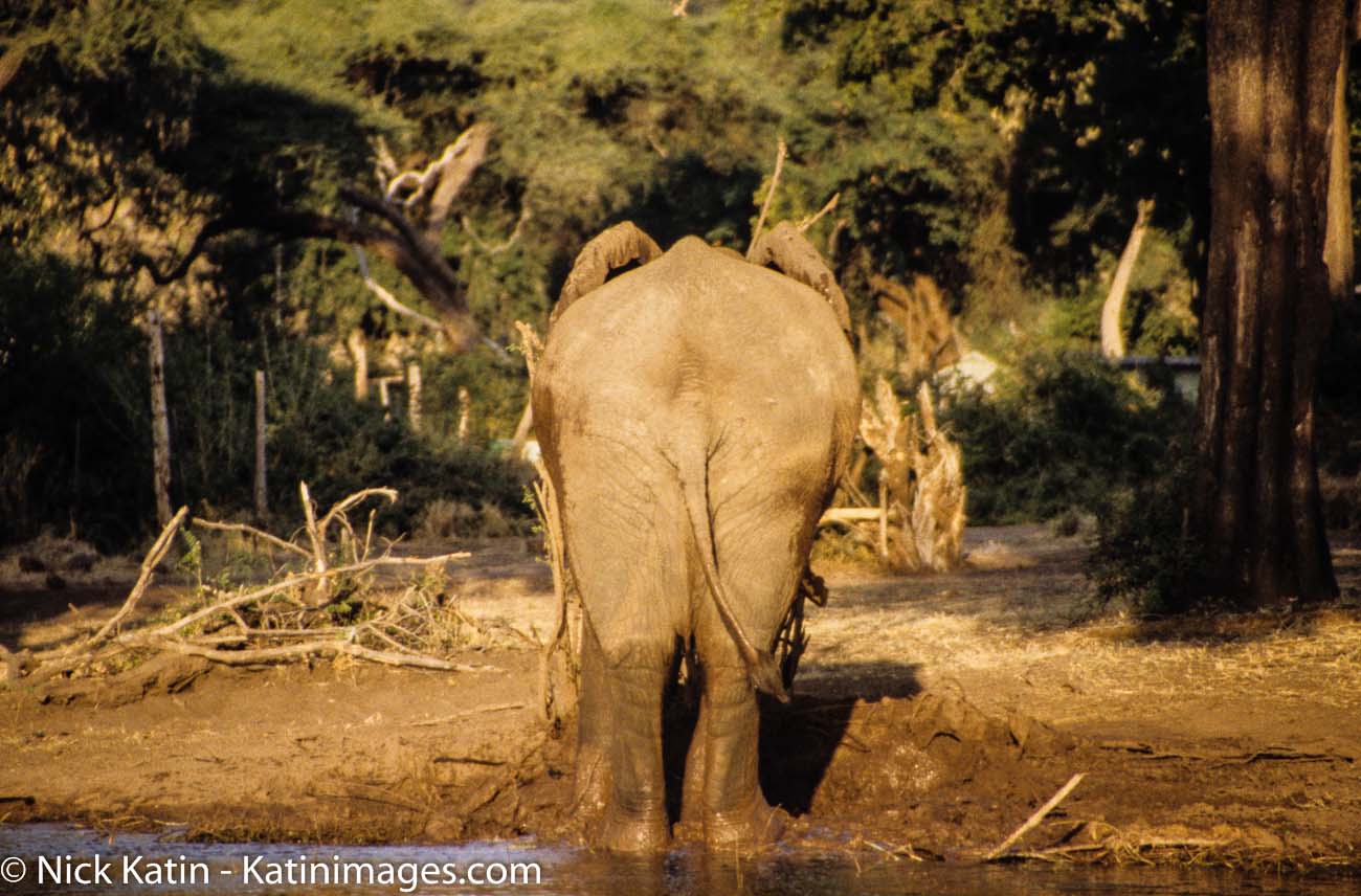 An elephant shows us his rear end by the edge of Chobe lake in Botswana