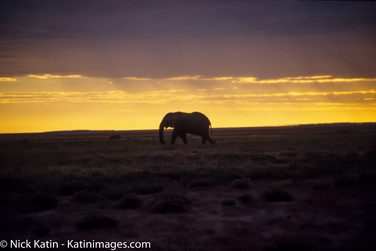 An elephant strolling through the scurb at sunset in Etosha national Park, Namibia