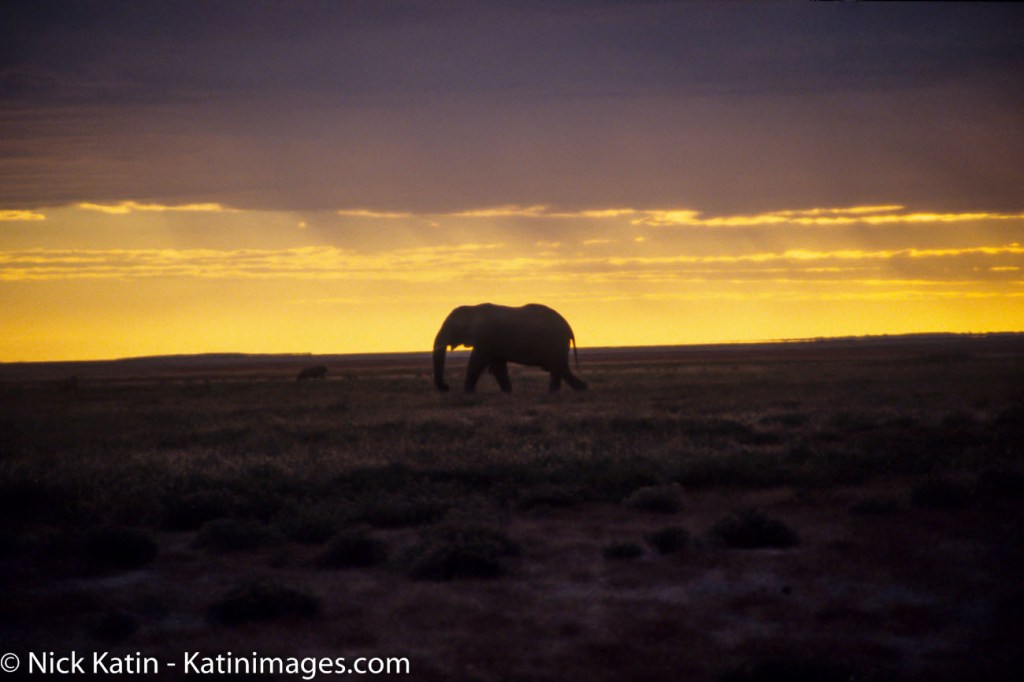 An elephant strolling through the scurb at sunset in Etosha national Park, Namibia