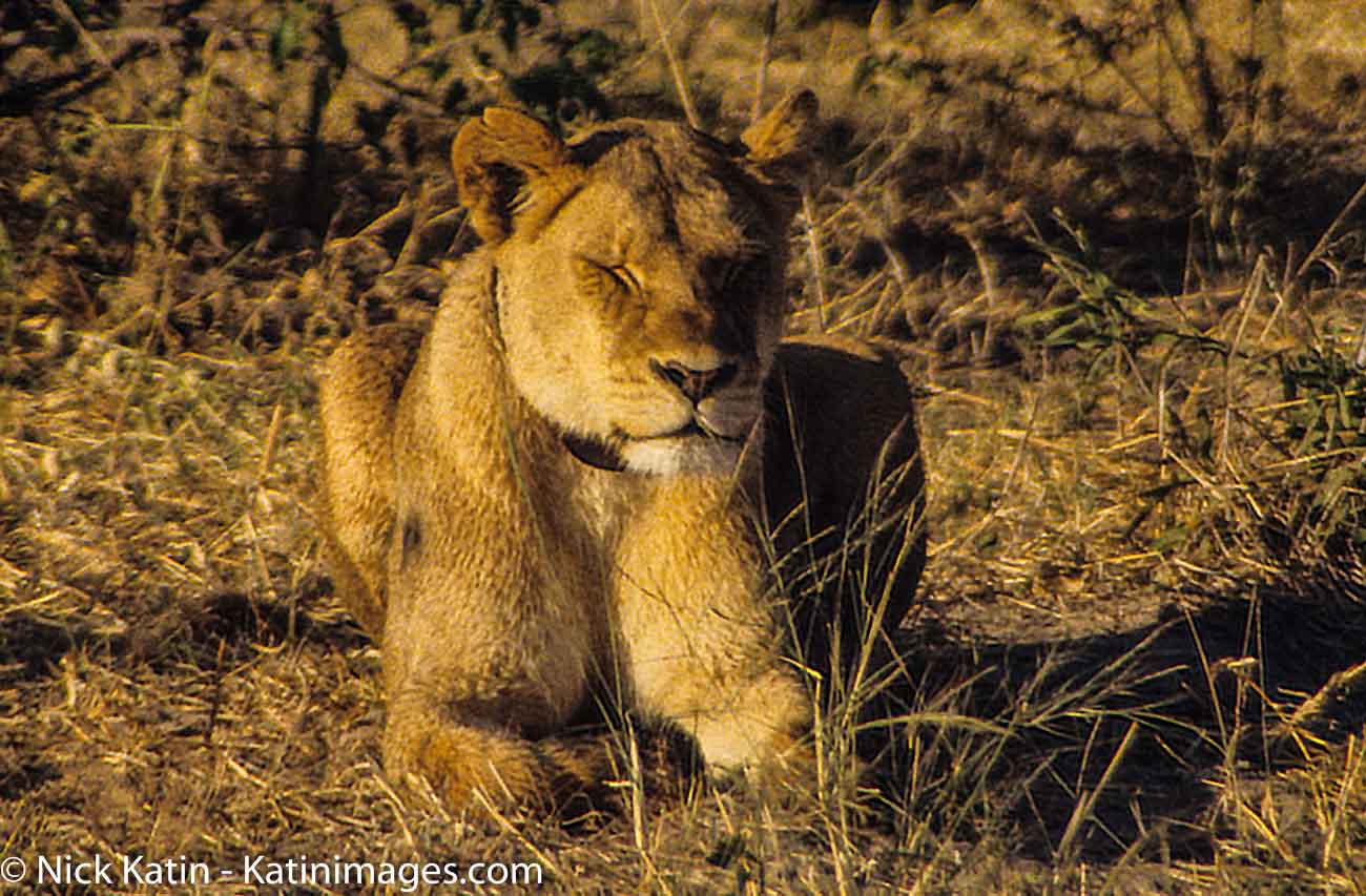 A lioness enjoys the late afternoon sun in Chobe National Park, Botswana