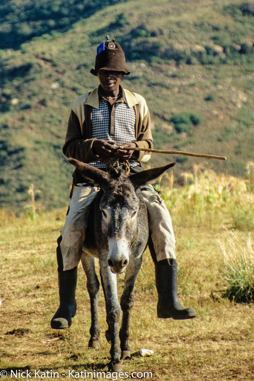 In the mountainous Lesotho, ponies are the major form of transport.