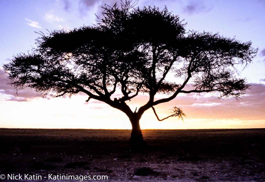 An Umbrella Thorn Acacia at sunset on the savannah of South Africa. It's a native to Africa.