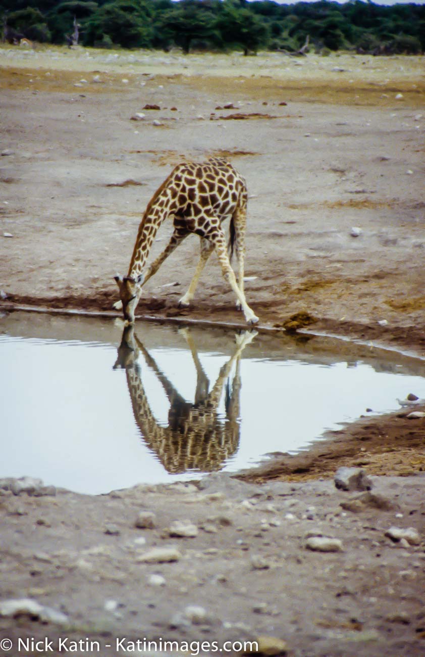 A giraffe takes time out to have a drink at a watehole in Etosha National Park in Namibia