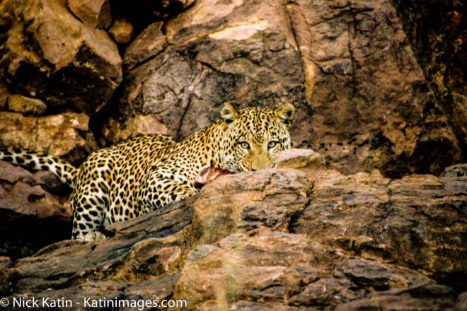 A leopard eats it's prey amongst the rocks in Central Namibia