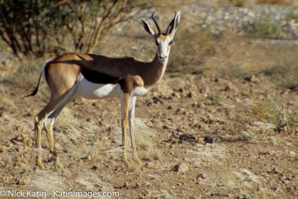 Springboks are extremely fast and can reach speeds of 100 km/h and can leap 4m through the air. The common name "springbok" comes from the Afrikaans and Dutch words spring = jump and bok = male antelope or goat.