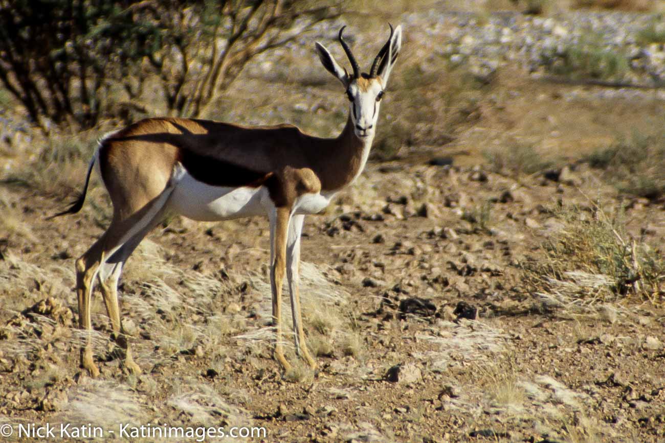 Springboks are extremely fast and can reach speeds of 100 km/h and can leap 4m through the air. The common name "springbok" comes from the Afrikaans and Dutch words spring = jump and bok = male antelope or goat.