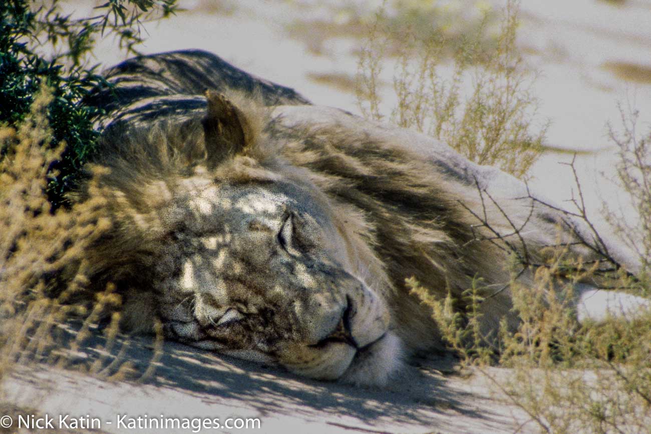 A lion sleeps in the shade of an acacia tree in the Kalahari national park on the border of South Africa and Botswana