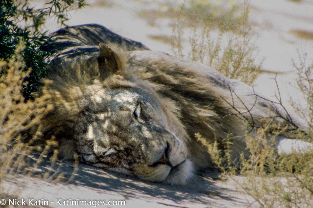 A lion sleeps in the shade of an acacia tree in the Kalahari national park on the border of South Africa and Botswana