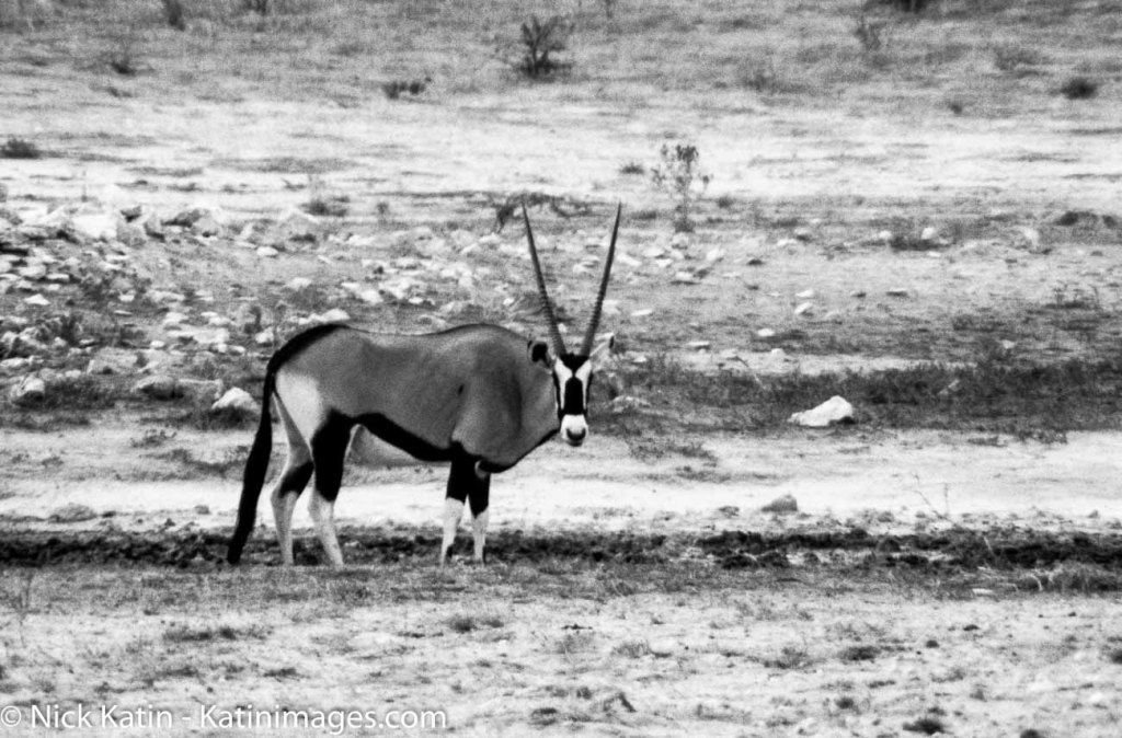 A Gemsbok in the Kalahari national park in South Africa