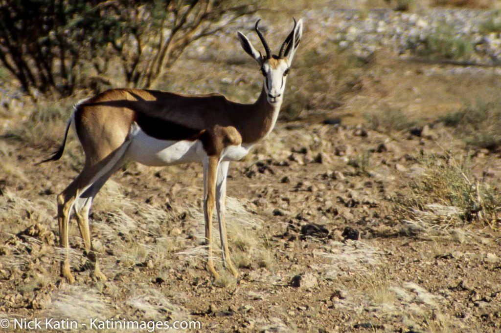 It is extremely fast and can reach speeds of 100 km/h and can leap 4m through the air. The common name "springbok" comes from the Afrikaans and Dutch words spring = jump and bok = male antelope or goat.