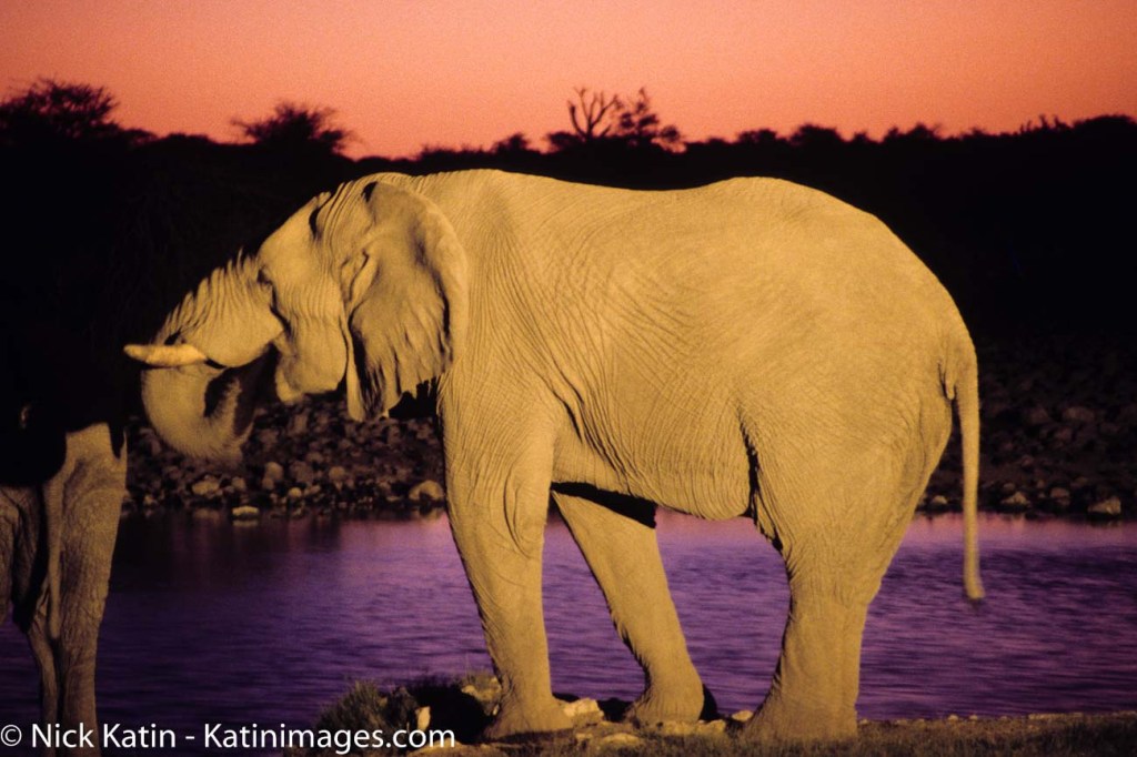 An elephant drinking at dusk at a camp waterhole in Etosha NP in Namibia