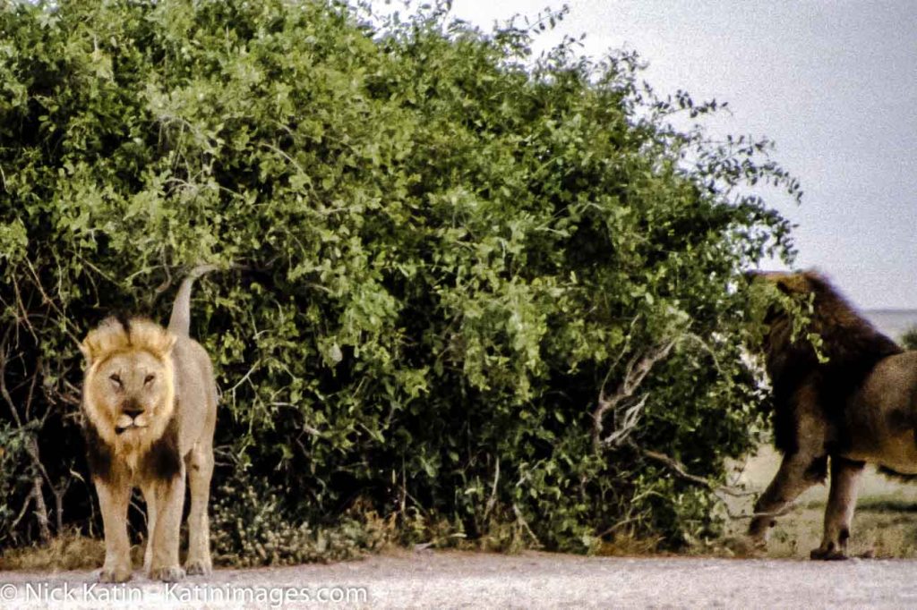 Two lions hanging out together at Etosha National park in Namibia