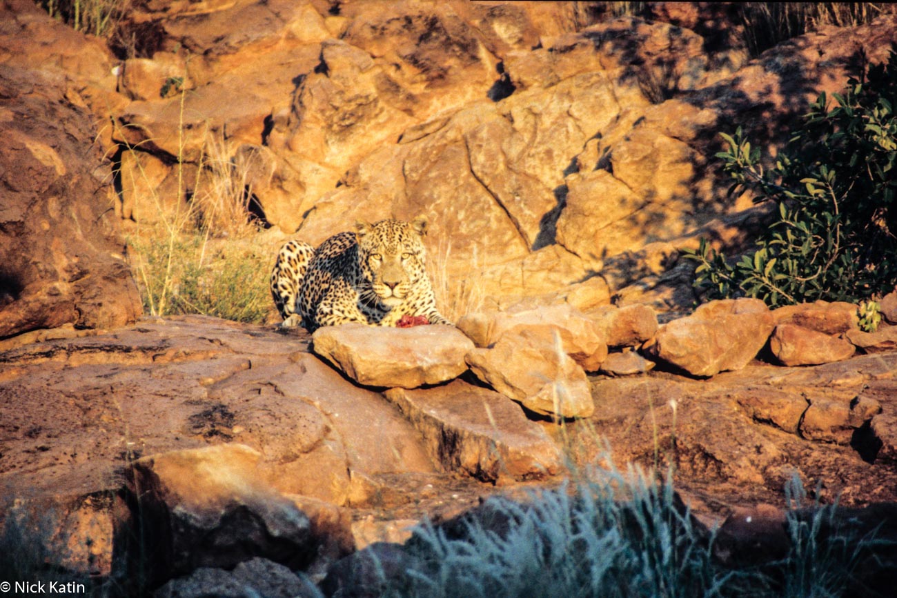A leopard eats it's prey amongst the rocks in Central Namibia