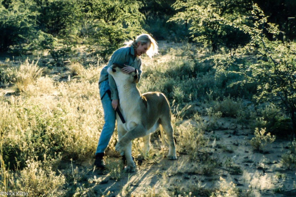 Playing with a female Lion at Okinjima in Namibia.