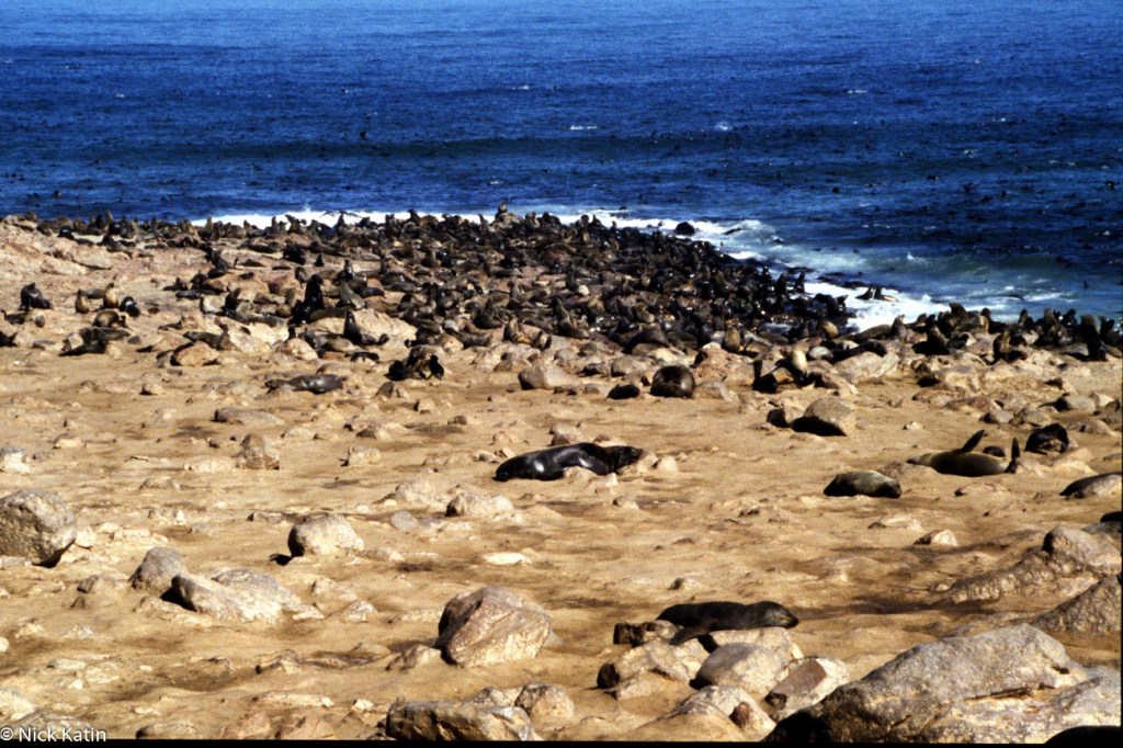 Cape Cross in Namibia is a colony of Cape Fur Seals