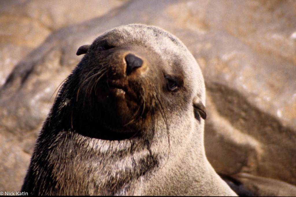A Cape Fur Seal at Cape Cross Seal colony in Namibia