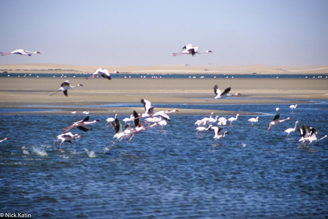 Flamingos at Walvis Bay in Namibia