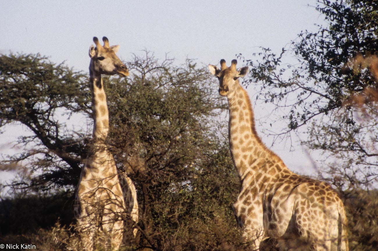 Giraffe at the "on foot" Tshabalala NP in Zimbabwe