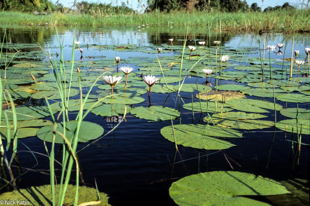 Lilies at on the Okavango Delta In Botswana