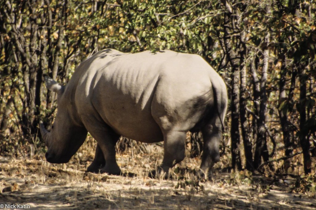 Rhino rolling in the dirt in Matobo NP Zimbabwe