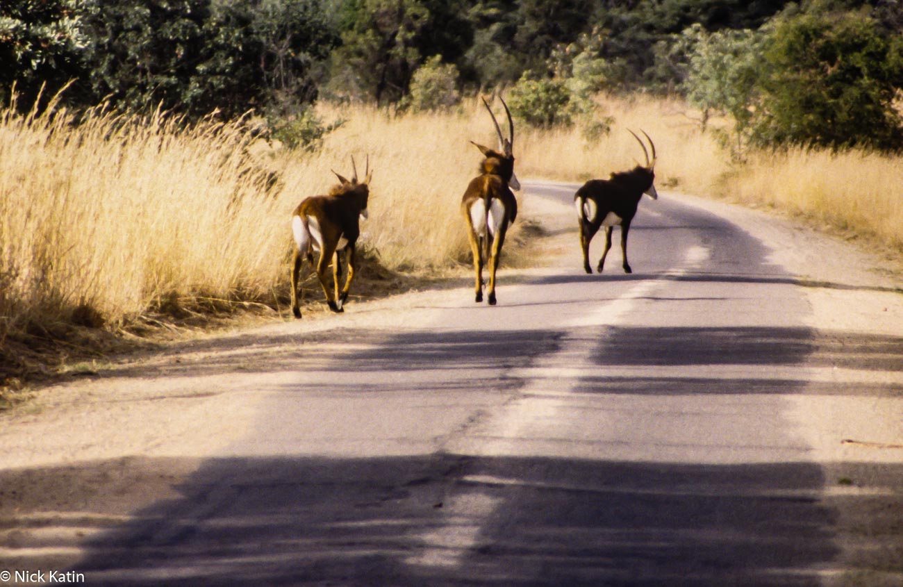 Sable walking on the park road in Matobo NP Zimbabwe