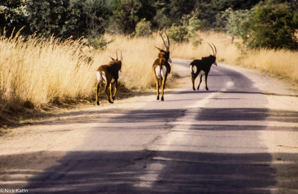 Sable walking on the park road in Matobo NP Zimbabwe