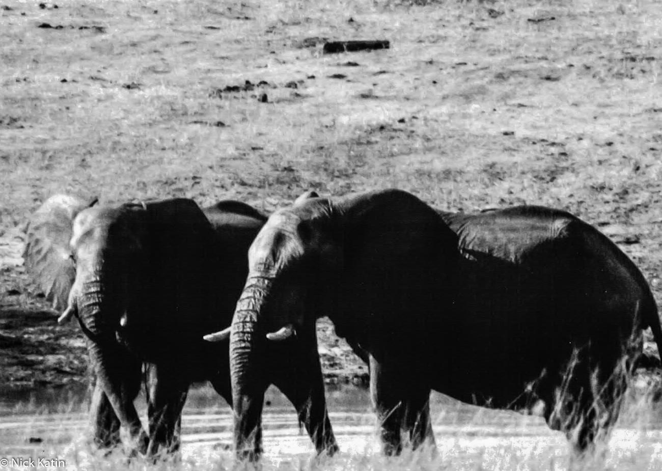 Elephants in Hwange NP in Zimbabwe