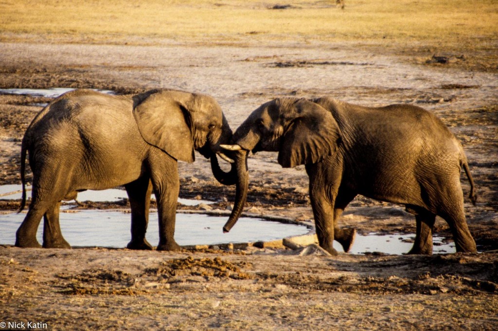 Two elephants mixing it up at a Hwange NP waterhole in Zimbabwe