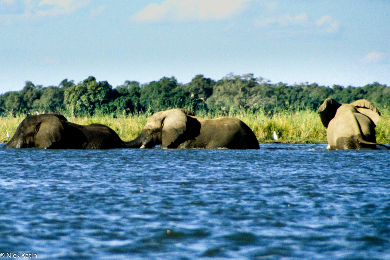 Elephants in the Zambezi River walking across the river in Zimbabwe