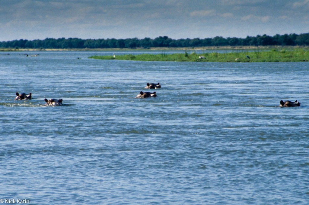 Hippos in the Zambezi River watching canoes in Zimbabwe