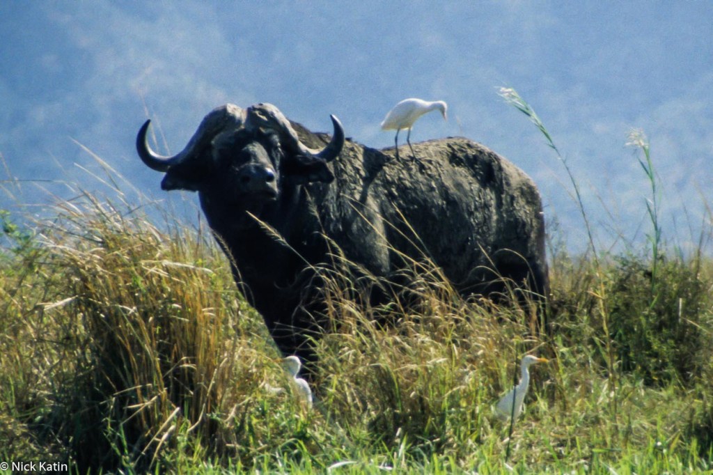Buffalo near the Zambezi River watching canoes in Zimbabwe