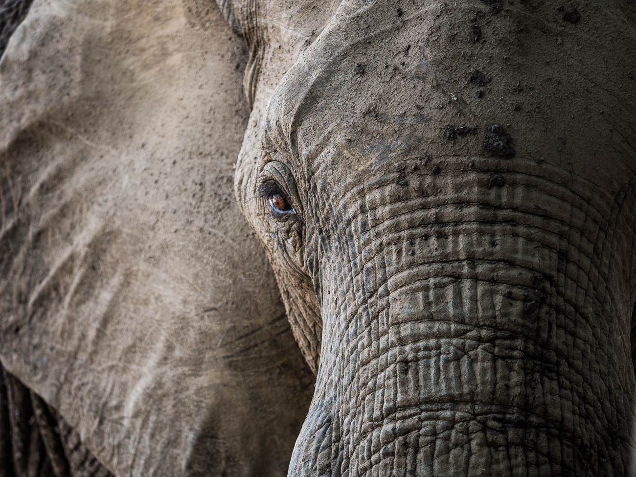 African Elephant in South Luangwa NP, Zambia. 