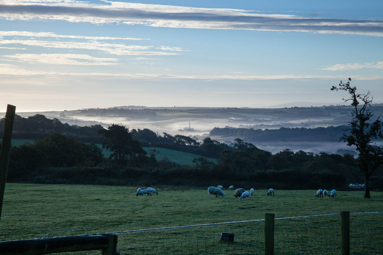 Early morning mist at Winscott farm, nr Bideford, Nth Devon, England