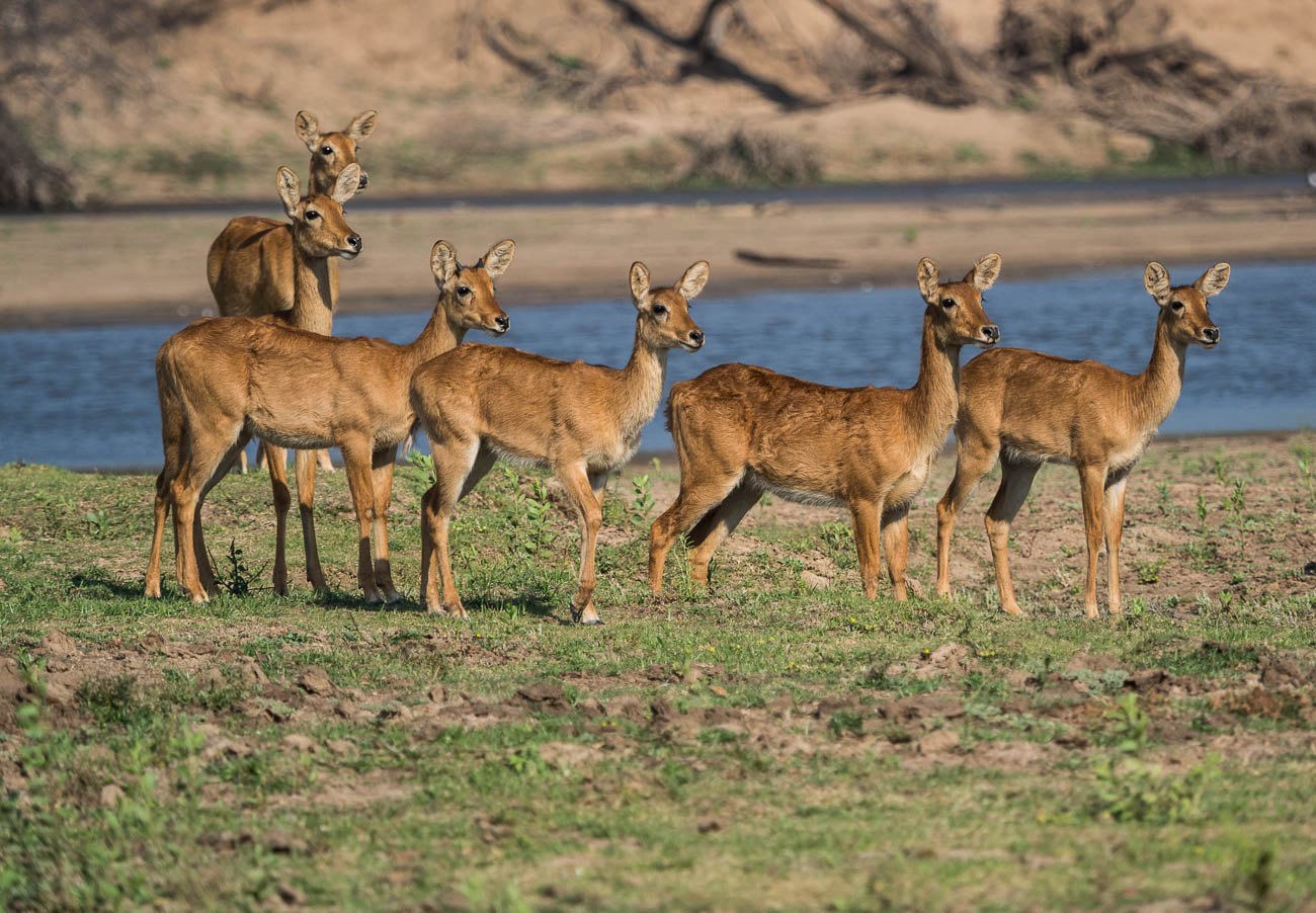 16 Tips for Photographing Wildlife whilst travelling