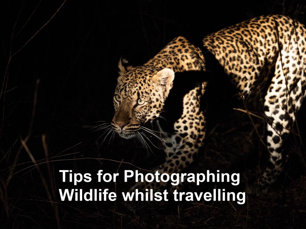 16 Tips for Photographing Wildlife whilst&nbsp;Travelling