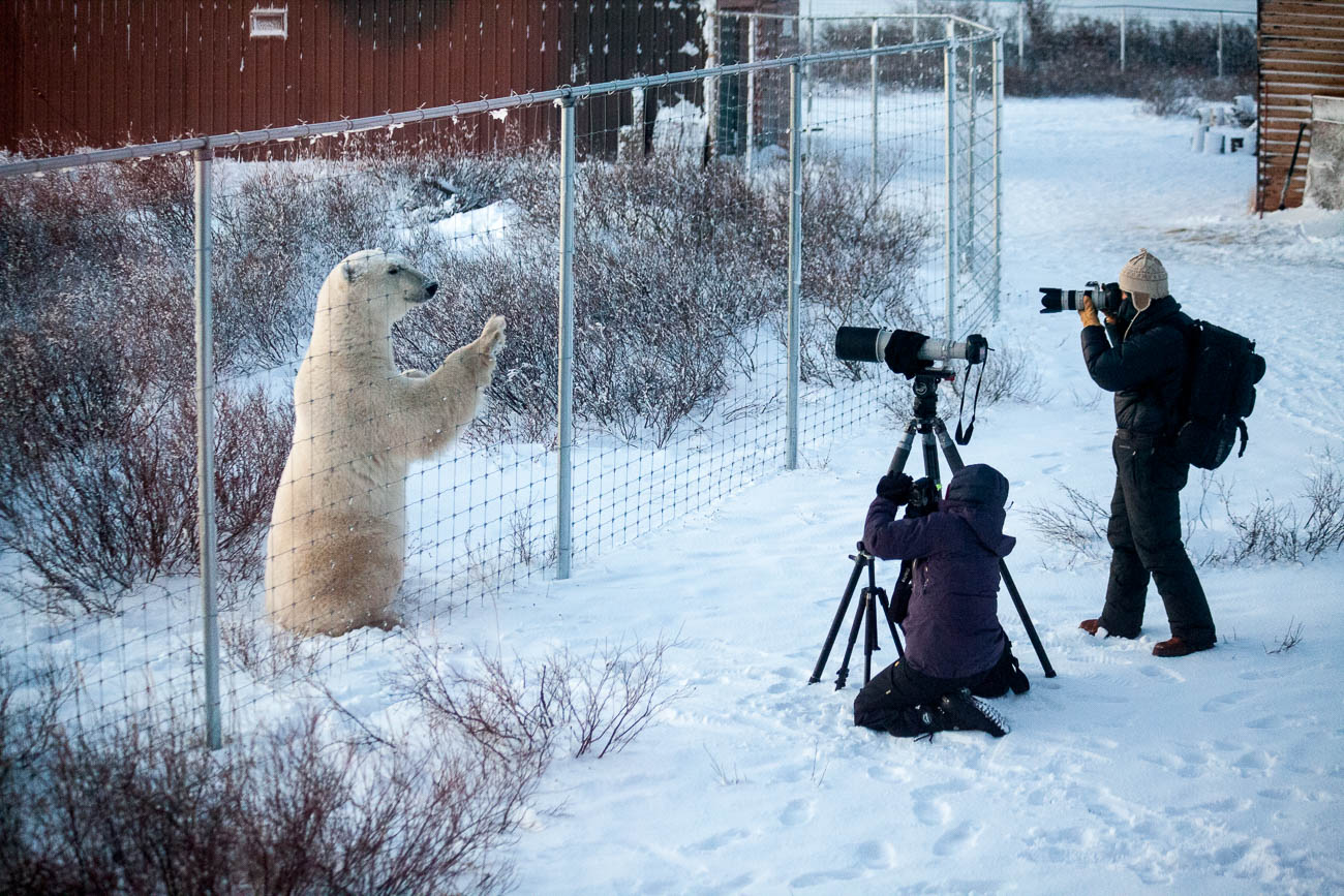 Polar Bear outside Diamond Creek Lodge near Churchill Canada. travel survival guide for photographers