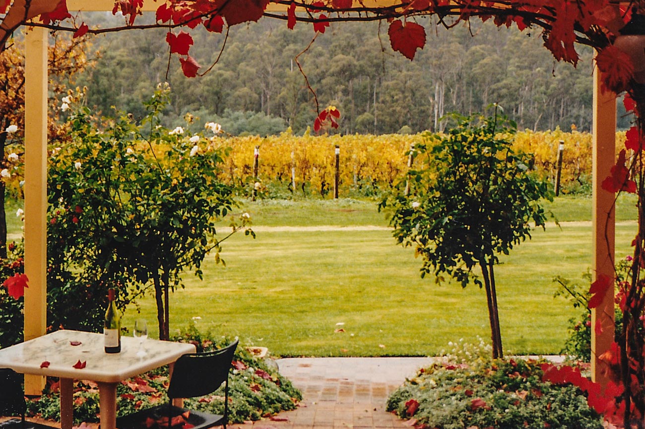 Table and Vines in Winery