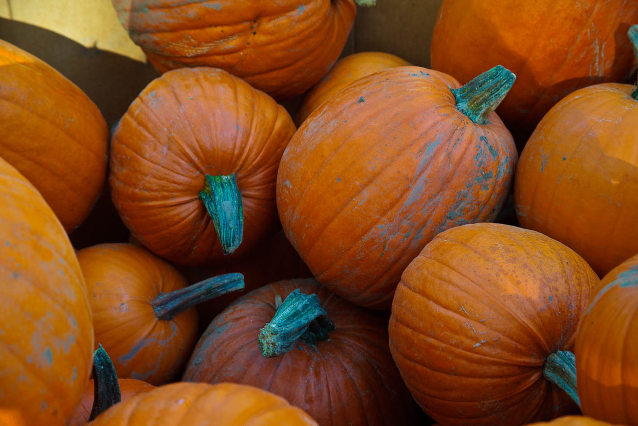 Pumpkin. Portland farmers market, Portland, Oregon, USA