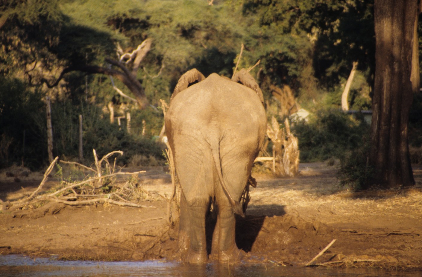 An elephant shows us his rear end by the edge of Chobe lake in Botswana