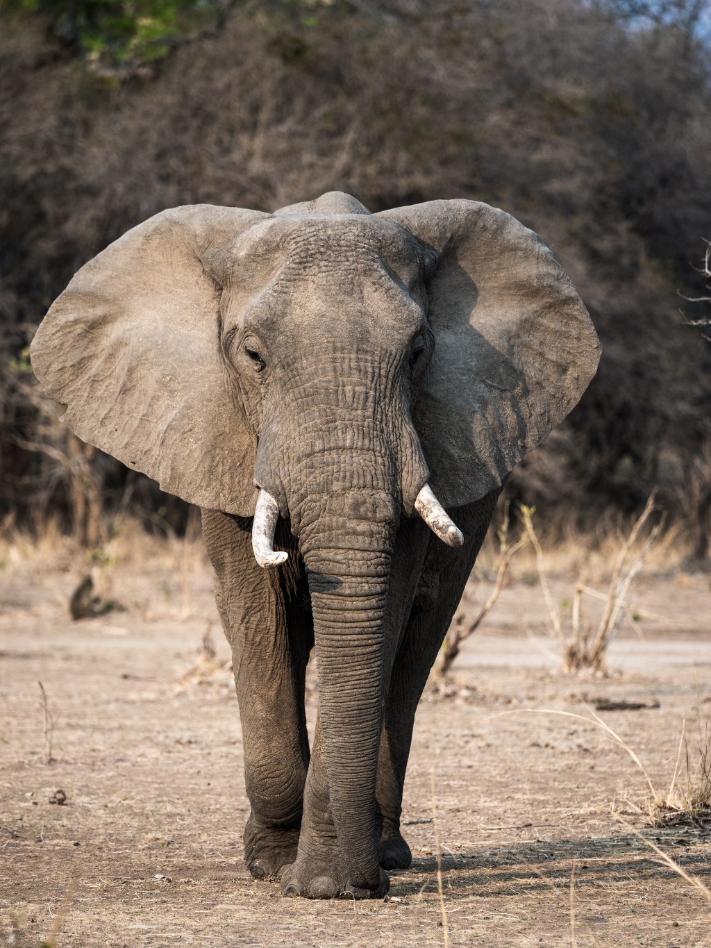 Standing African Elephant