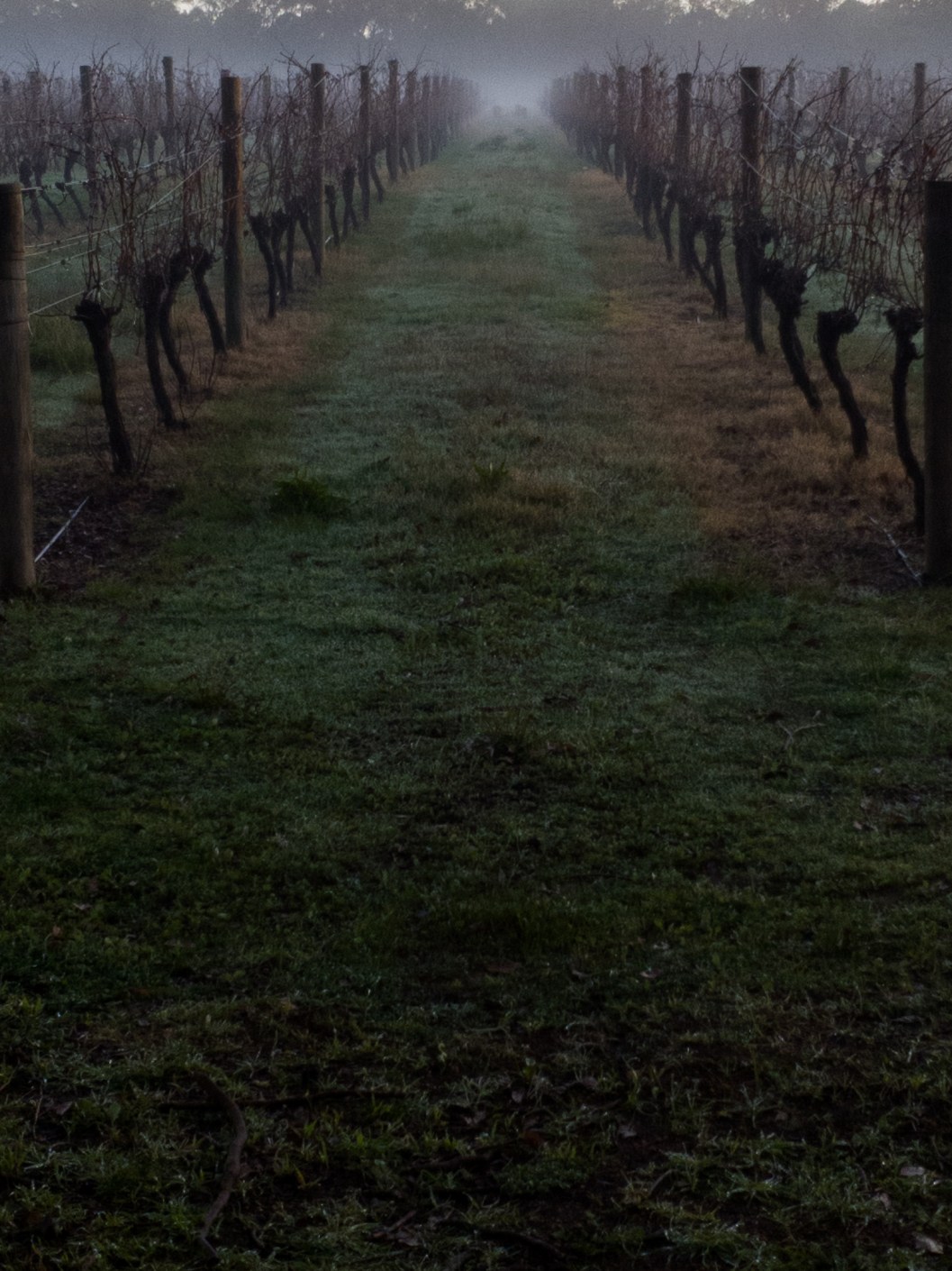 Early morning mist in the Margaret River wine region.