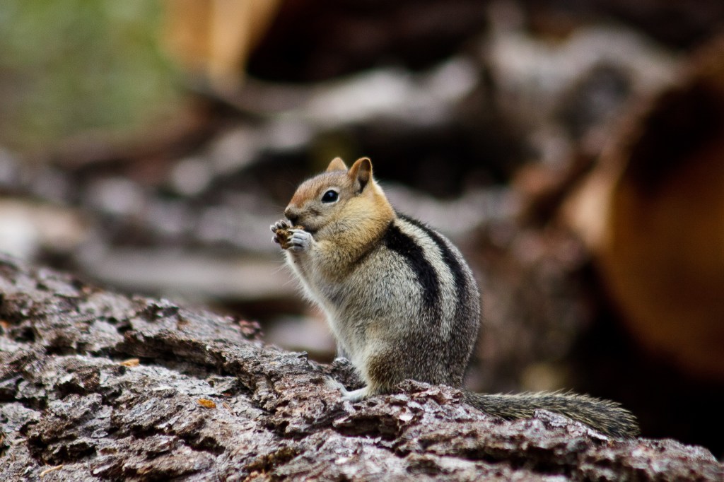 Chipmunk