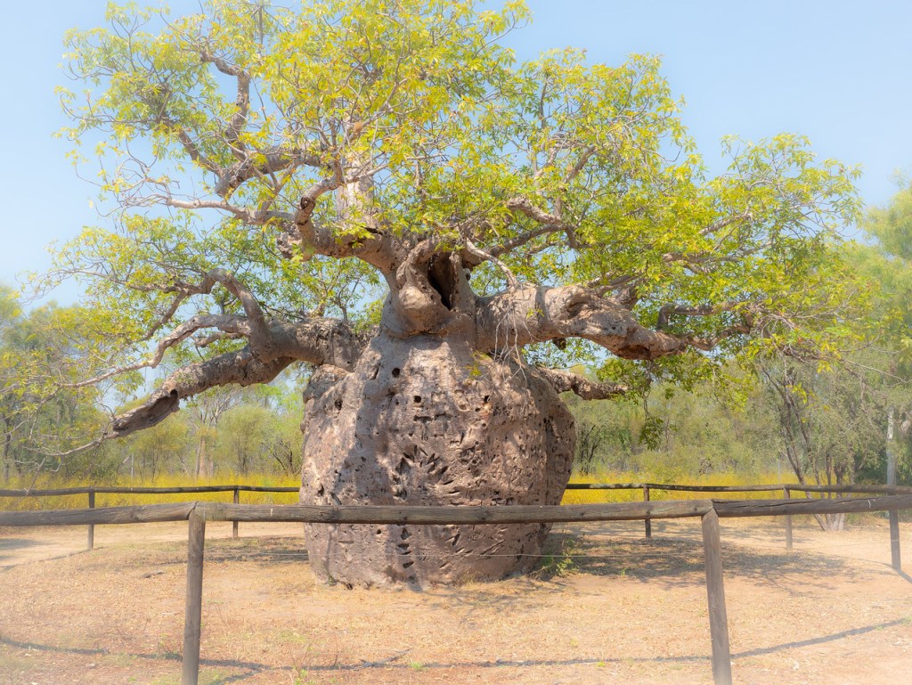 The Prison Boab&nbsp;Tree