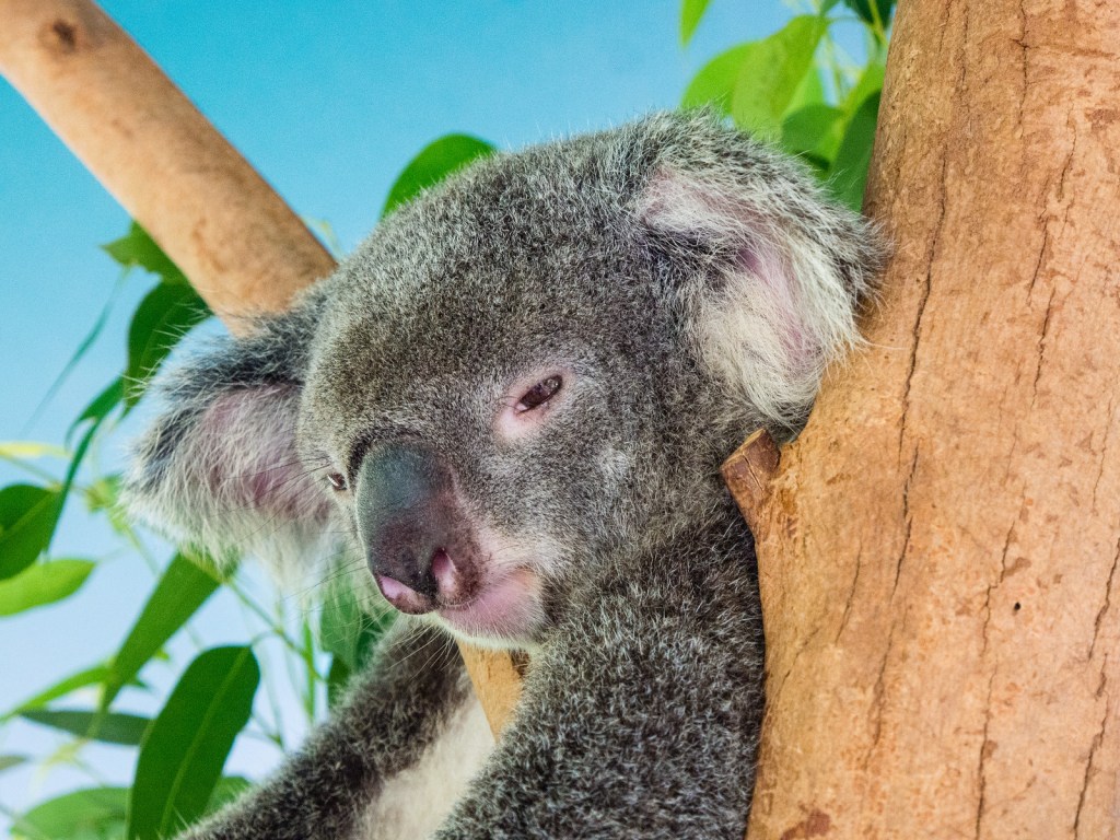 Sleepy Koala