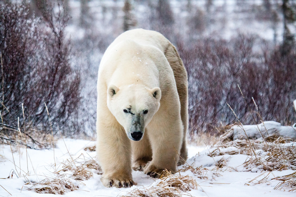 Polar Bear Walking